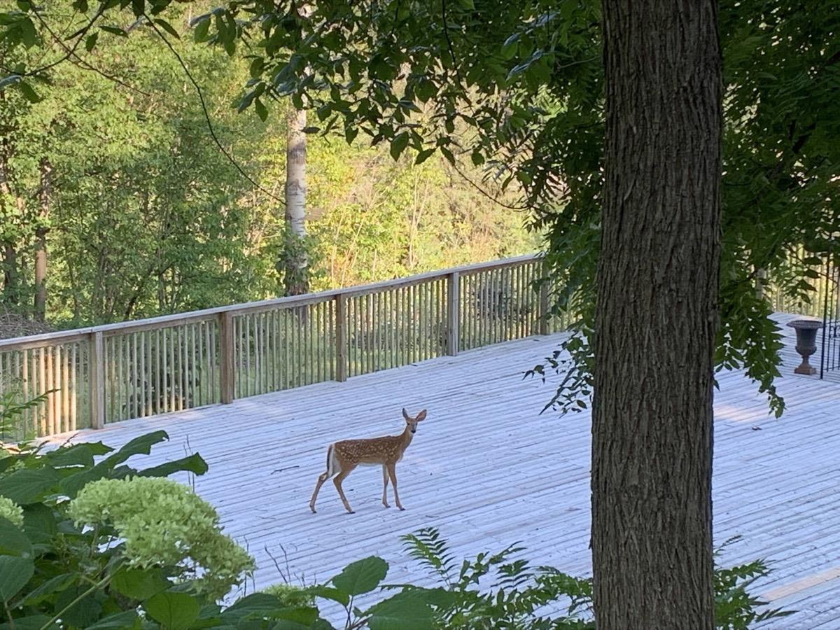 Wildlife at the Inn